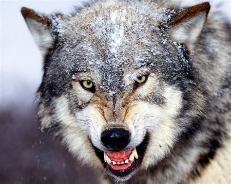 Wolf Pictures Cool Images Of Wolves