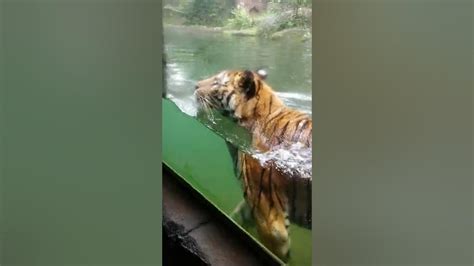 Taman Safari Pandaan Lihat Macan Daham Dan Kucing Artis D Youtube