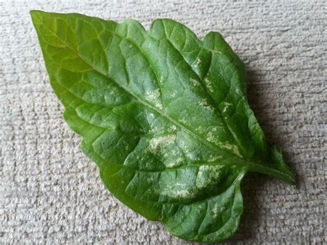 Tomato Leaf Problem — Bbc Gardeners World Magazine