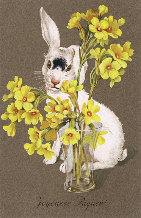 A Bunny Poses Picturesquely Drawing By Mary Evans Picture Library