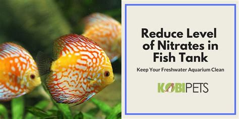How To Lower Nitrates In Freshwater Aquarium Kobi Pets Answers
