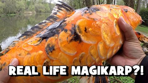 Real Life Magikarp Sight Fishing For Koi Delaware County Pa Youtube