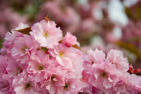 Sakura Free Stock Photo - Public Domain Pictures