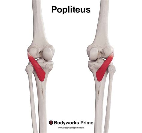 Popliteus Muscle Anatomy Bodyworks Prime