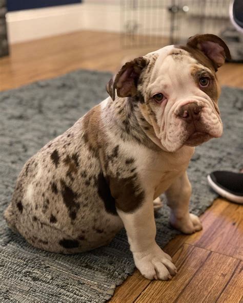 9 Things You Should Know Before Buying/Adopting A Merle English Bulldog ...
