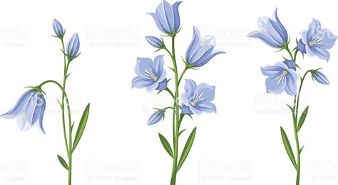 Vector Set Of Blue Bluebell Flowers Isolated On A White Background