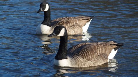Canada Geese Canada Geese Branta Canadensis 17 January 2 Flickr