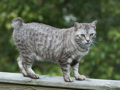 American Bobtail Cat Breed Facts And Familiar Characteristics Blebur