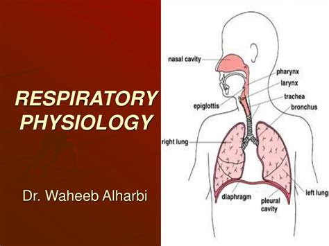 Ppt Respiratory Physiology Dr Waheeb Alharbi Powerpoint Presentation