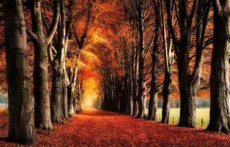 Wallpaper Sunlight Trees Landscape Fall Leaves Nature Red