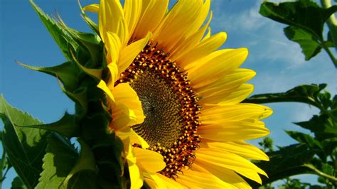All home decor items in our stock have the most competitive price on the market. Sunflower Wallpapers Images Photos Pictures Backgrounds