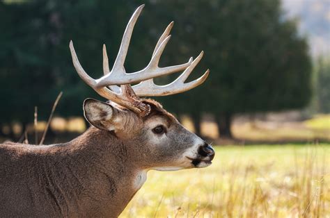 Are You Ready To Make The Most Of Deer Season