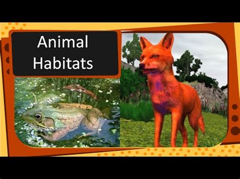 Science - Types of Animal Habitat - English - YouTube