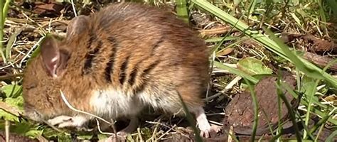 Residential pest control in tyler, tx. Tyler Animal Removal, Wildlife Control, Critter Trapping Texas