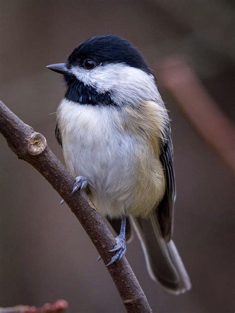 Carolina Chickadee Photograph By Robert J Wagner Fine Art America