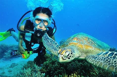 How To Diving The Great Barrier Reef In Cairns