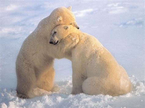 21 Animal Hugging Pictures 21 Pics Amazing Creatures