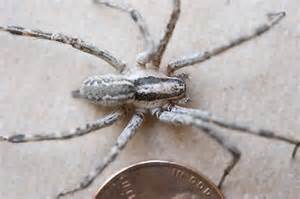 Az Spider From Sierra Vista Area Agelenopsis Aperta Bugguidenet