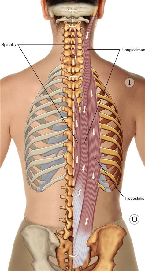 Spinal erectors (horizontal muscles extending down the back to. 8. Muscles of the Spine and Rib Cage | Musculoskeletal Key