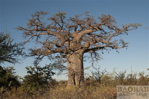 Have you ever heard of male and female baobabs? - Baobab