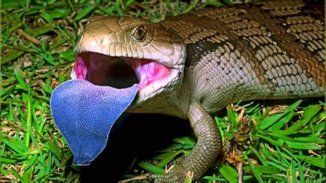 Catching A Blue Tongue Lizard At Home Youtube
