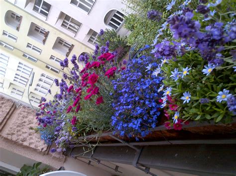 Piante da balcone e da vaso; Piccola guida di giardinaggio per competere con i balconi ...