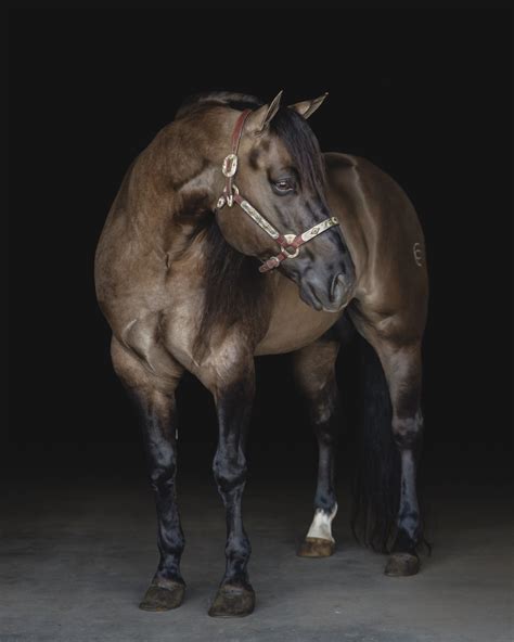 Black Background Horse Portrait Horses Equine Photographer Horse