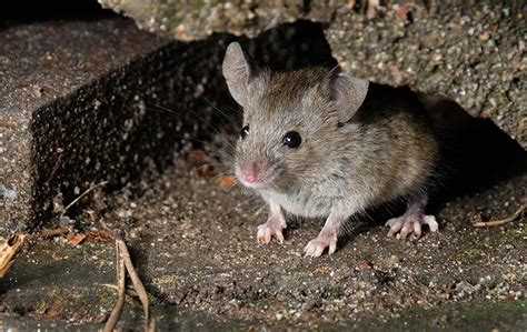How Many Field Mice Are In My House Views Portal Photographic Exhibit
