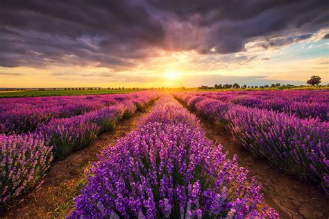 Lavender Field Hd Wallpaper Download Now