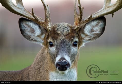 Whitetail Deer Close Up Photo Mmc 0758