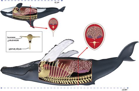 Schematic Illustrations Of A Humpback Whale Top And Killer Whale