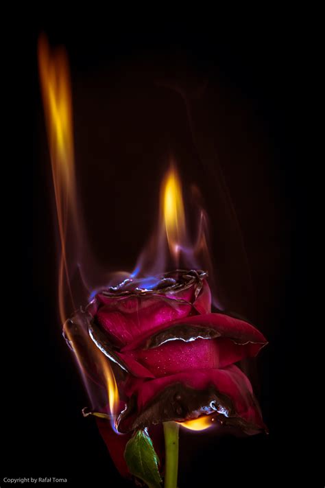Burning Rose 2 By Rafael0908 On Deviantart