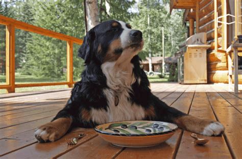 While many people enjoy the medicinal benefits of boiling the leaves of guava and sipping them as tea, a dog doesn't need any other liquids. Can Dogs Eat Guava? - Dog Advice Center