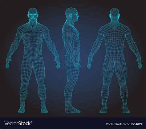 Set Of 3d Wire Frame Human Body Royalty Free Vector Image