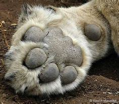 What should you do when your dog cuts a paw pad? Shhh! Lions can sleep and rest about 20 hours per day ...