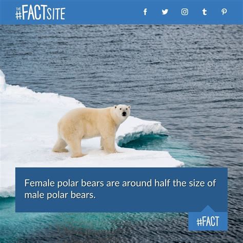 Female Polar Bears Are Around Half The Size Of Male Polar Bears Fact