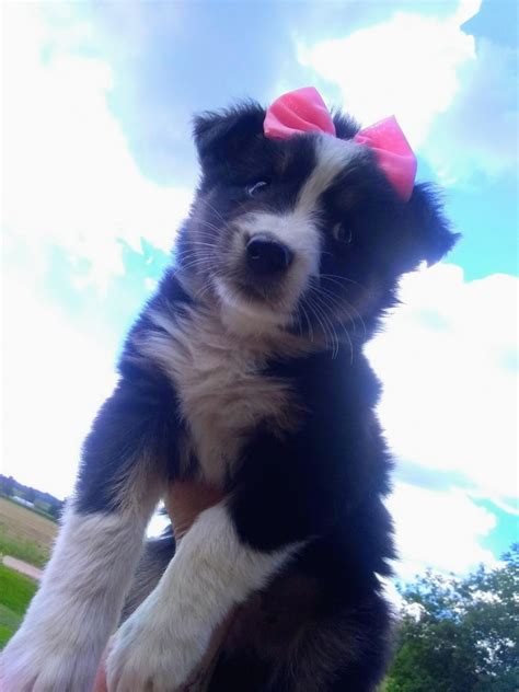 Find local australian shepherd dog puppies for sale and dogs for adoption near you. Australian Shepherd Puppies For Sale | Rochester, MN #128502