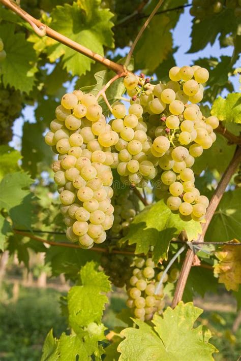 Organic Grapes Stock Photo Image Of Vines Imperfect 78800316