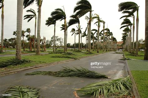 Hurricane Palms High Res Stock Photo Getty Images