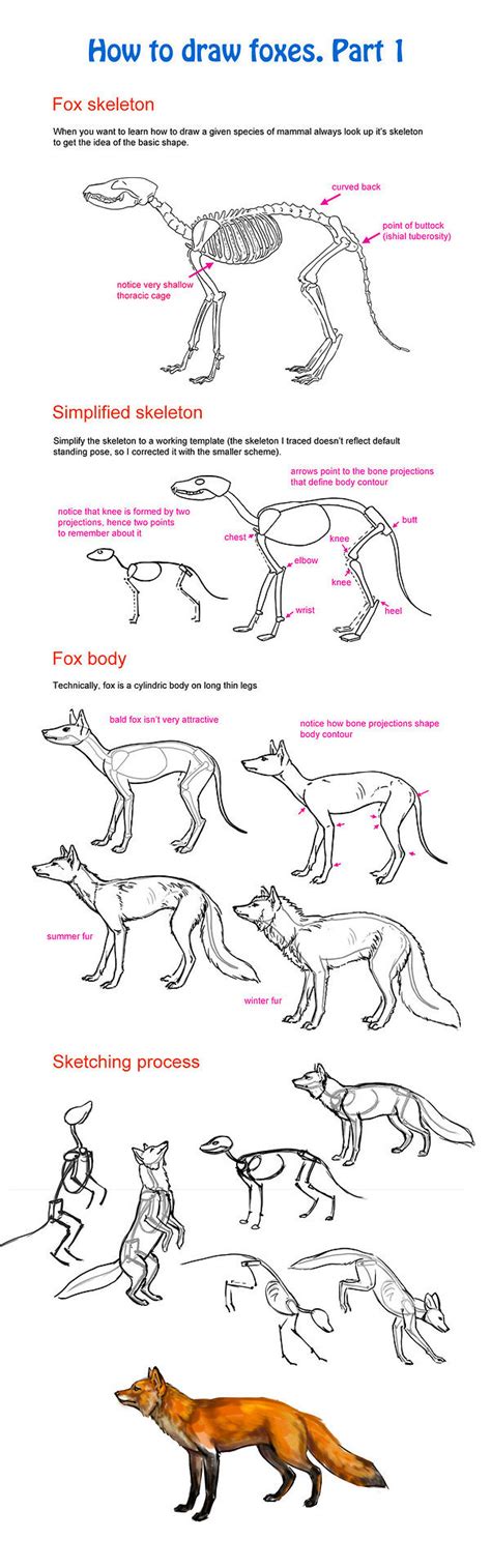 Fuck Ton Of Anatomy References Reborn • A Delightful Fuck Ton Of Foxes In Order To See