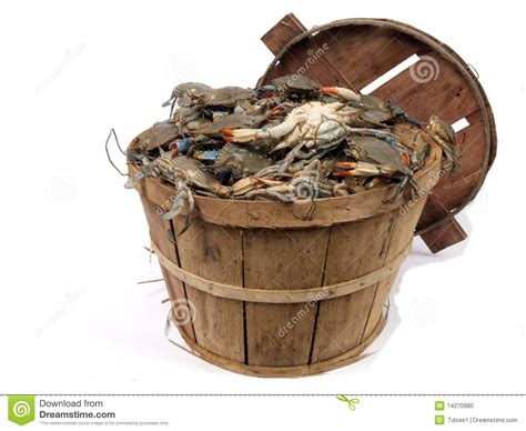Maryland blue crabs, snow crab legs, king crab, lump crab meat Bushel basket of crabs 3 stock photo. Image of tidal ...