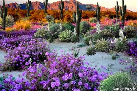 • arizona's desert flowers hd. GardenPuzzle - project Desert Flower Garden