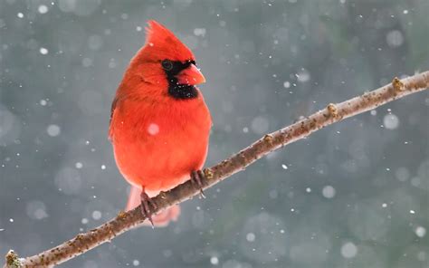 Wallpaper Red Cardinal Bird Tree Branch Snow Winter 2560x1600 Hd