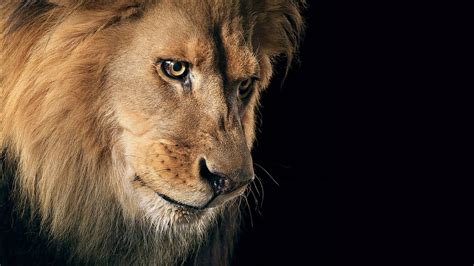 Lion Face On Side With Background Of Black Hd Lion Wallpapers Hd