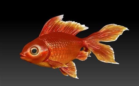 Goldfish 3d Model 3d Printable Cgtrader