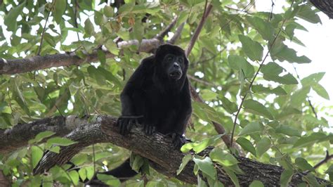 Study Sheds Light On The Solitary Life Of Male Primates Anthropology