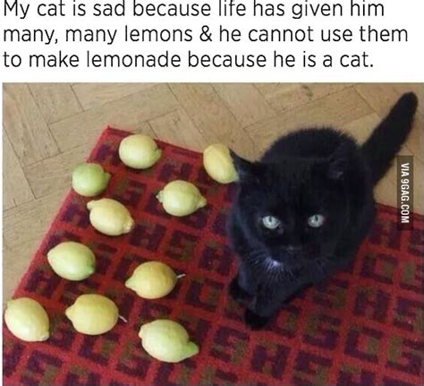 My Cat Is Sad Because Life Has Given Him Many Many Lemons And He Cannot