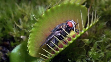 Top 10 Fascinating Carnivorous Plants Youtube