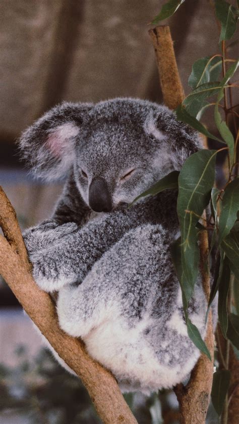 Baby Koala Wallpaper 57 Images