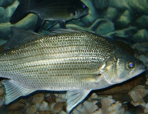 White Bass Life Expectancy